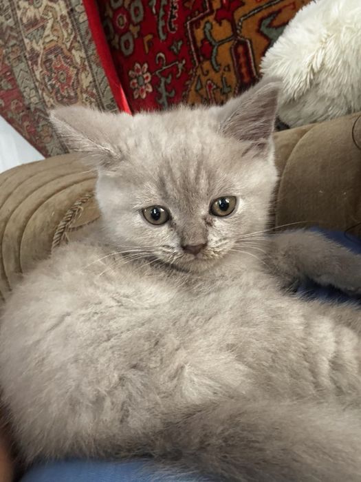котики шотландські