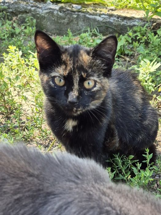 Віддам в дар гарне кошеня