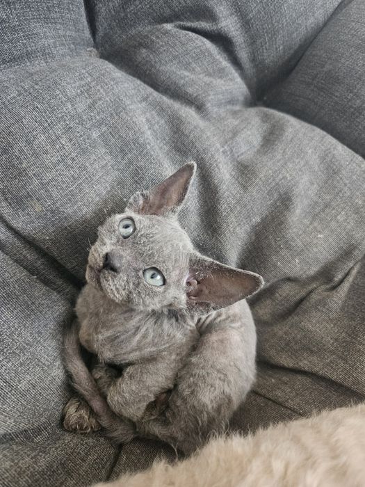 Umber dziewczynka niebieska  Devon Rex WCF