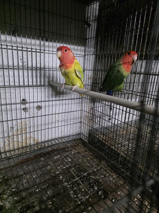 Agapornis Long  Feather