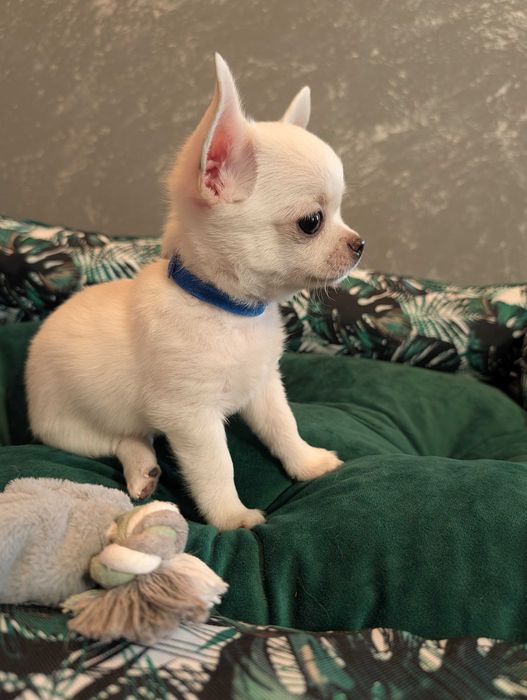 Chihuahua krótkowłosy biały ZKwP