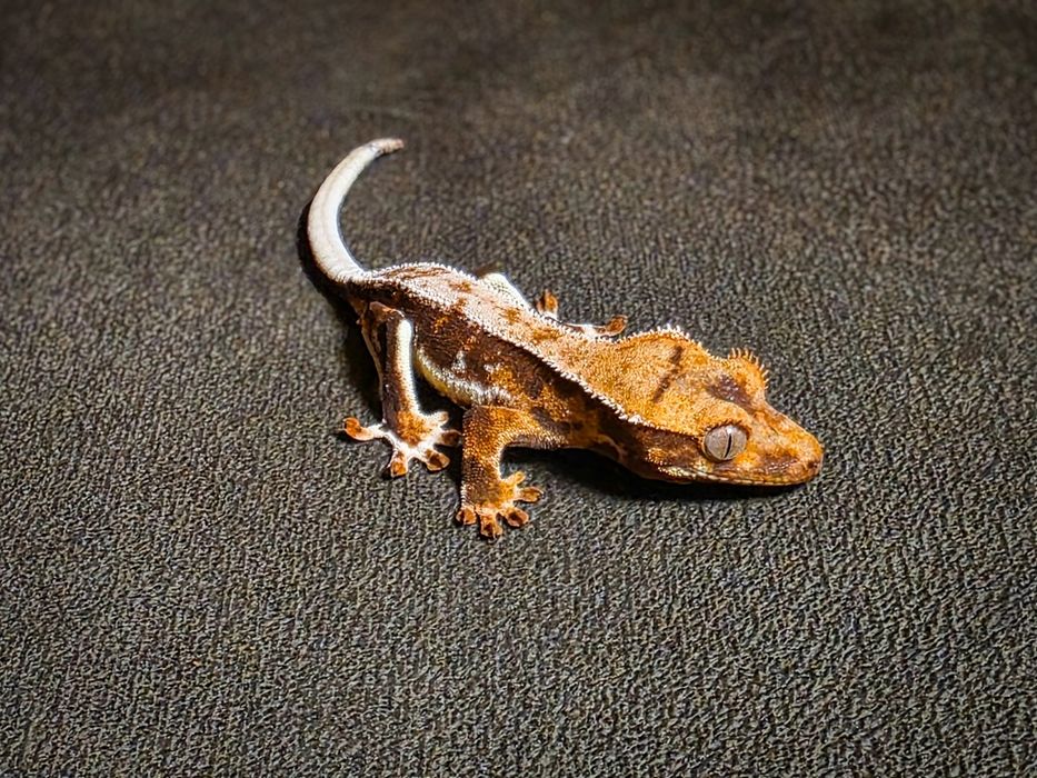 Gekon orzęsiony jaszczurka