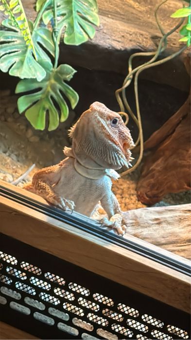 Agama brodata razem z terrarium