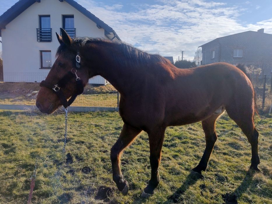 Wałach 13 letni KWPN