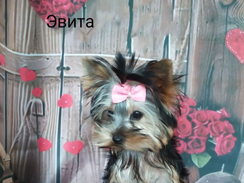 мини Йорк девочка  3,5 мес.