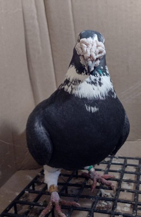 Gołębie staropolskie