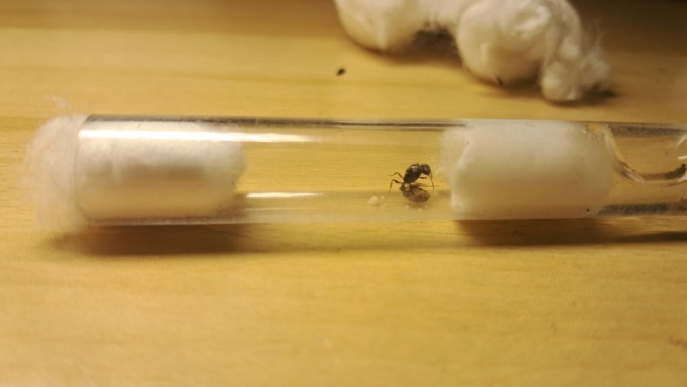 Продам вид Tetramorium caespitum 1/0