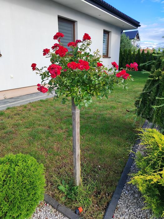 Róża na pniu ,zwisająca dwuletnią