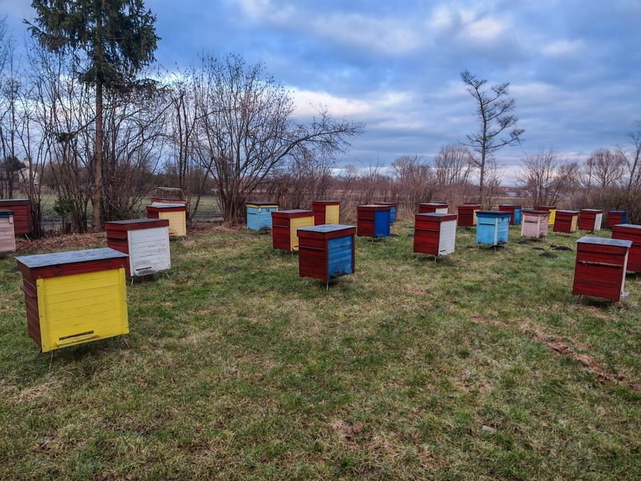 Pszczoły w ulach warszawskich poszerzanych