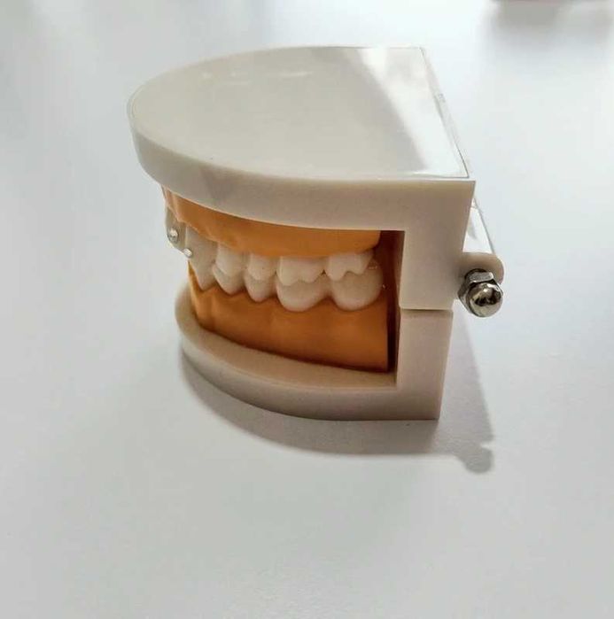 Trenażer Stomatologiczny / Ekspozytor – Model Szczęki z Biżuterią Nazębną