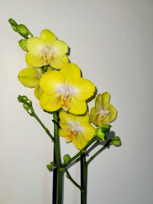 Storczyk Arezzo Phalenopsis