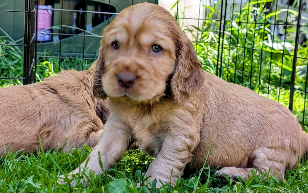 Cocker spaniel angielski
