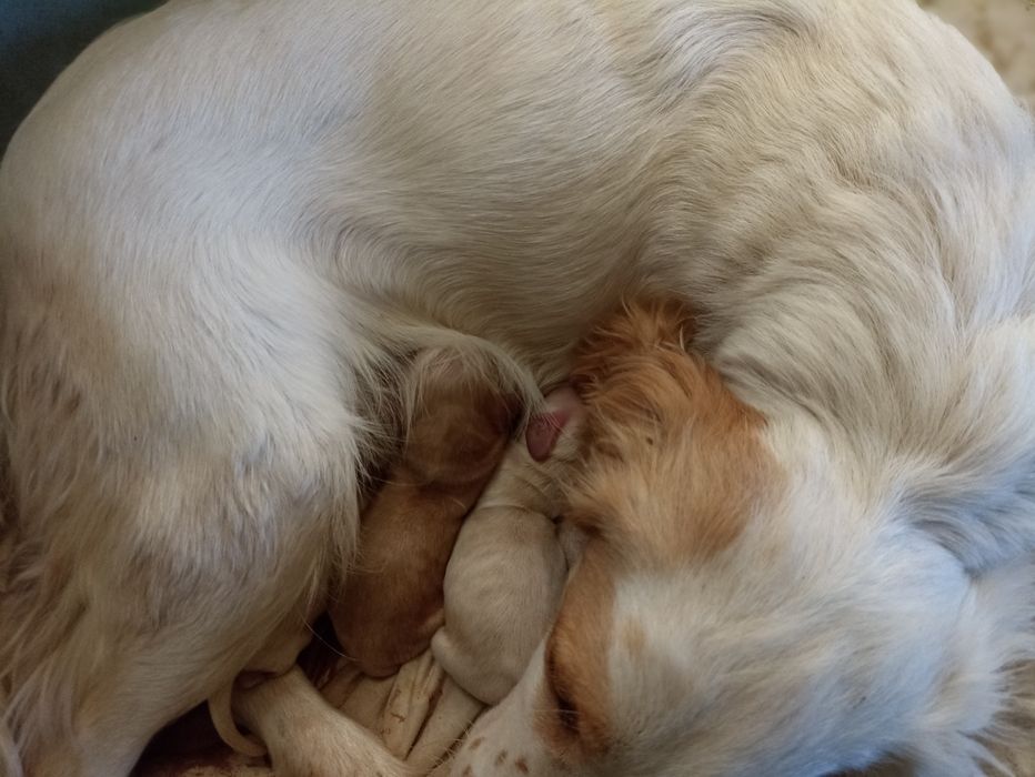 Англійські кокер спаніелі для броні