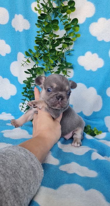 Estupenda menina Bulldog/Bouledog/Buldogue Francês de Qualidade