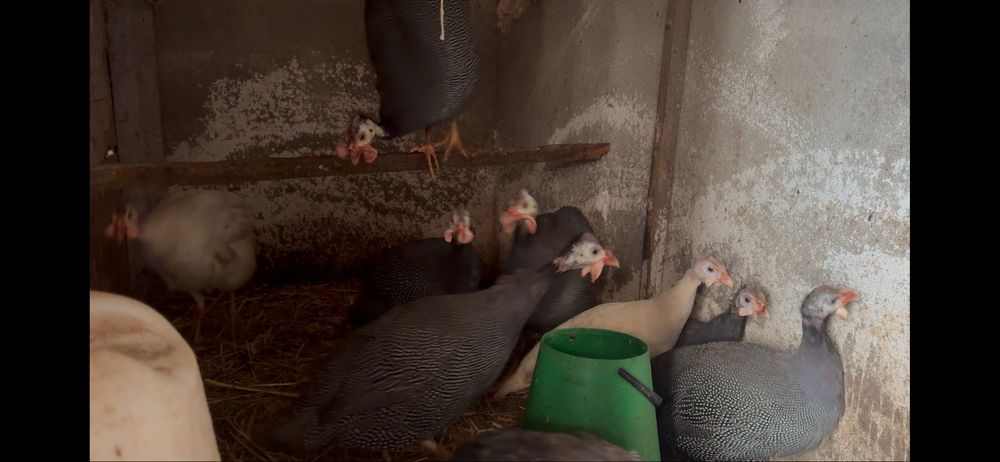 Galinhas de angola, fracas