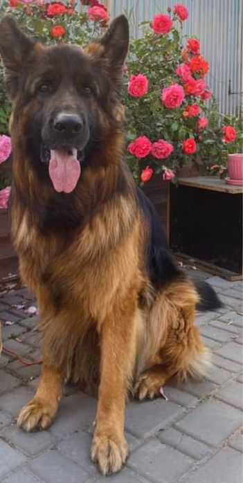 Немецкая овчарка,вязка.