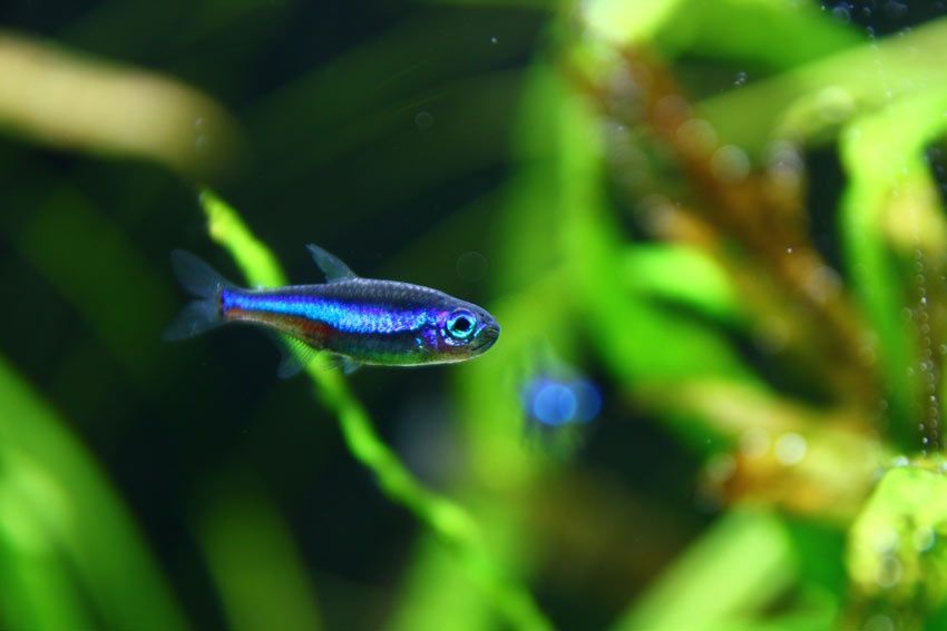 Neon simulans zielony
