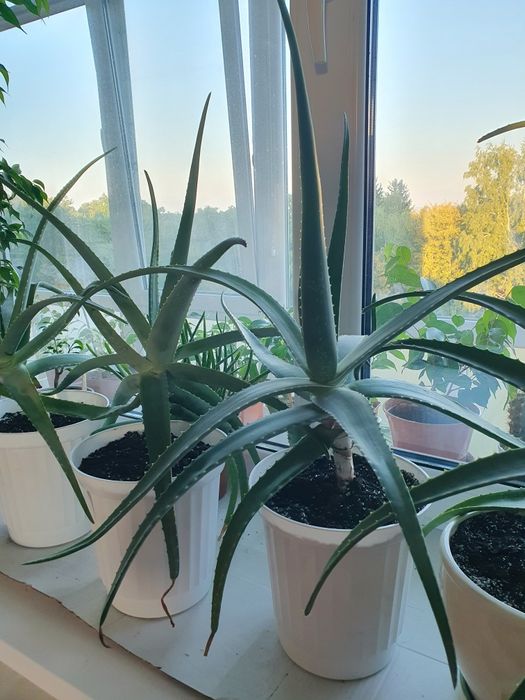 Алое вера (лікувальна рослина) з горщиком