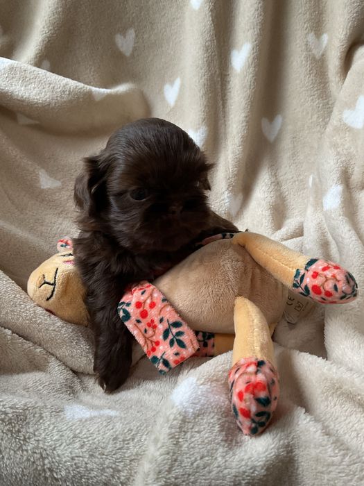 Shih tzu CzekoladowyPiesek