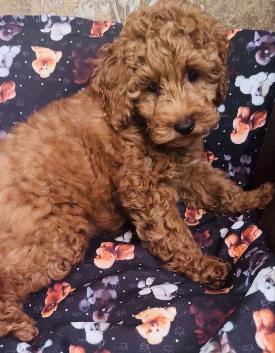 Хлопчик той пудель шукає родину