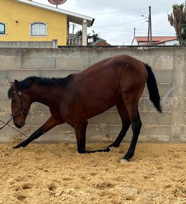 Poldro Lusitano (3 anos)