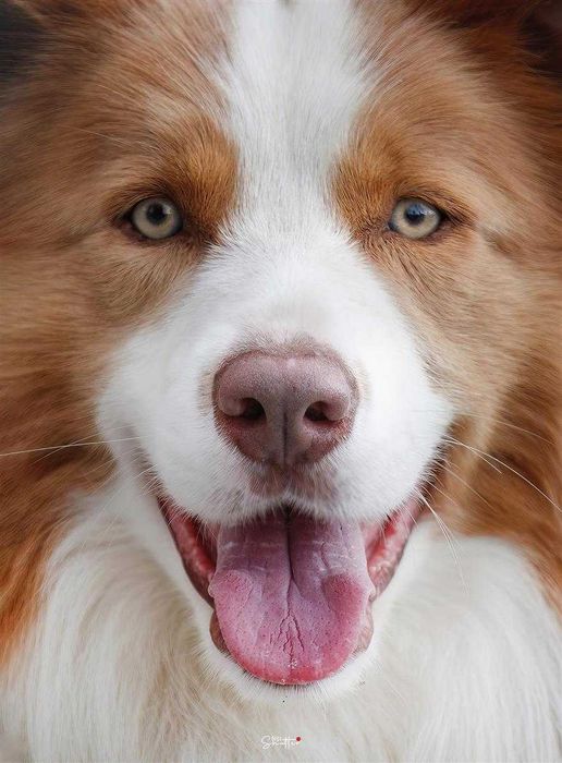 Reproduktor Border Collie FCI