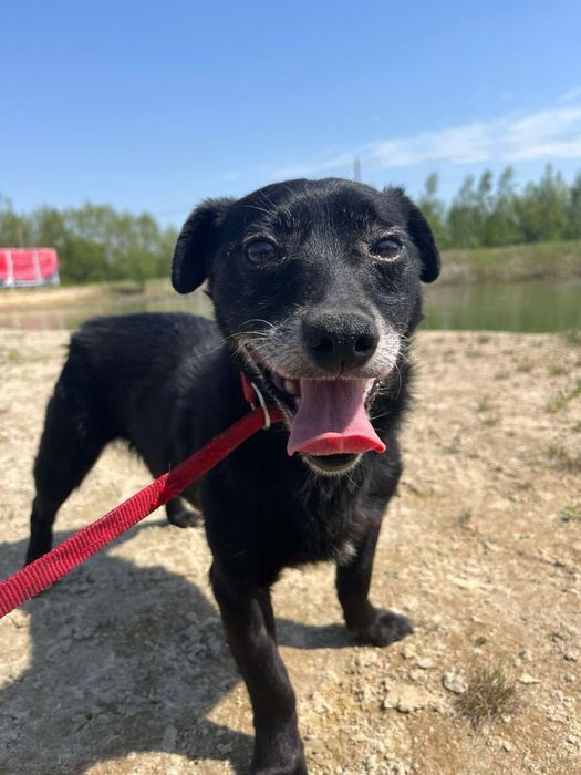 Blagamy o dom dla starszego pieska! Adopcja!