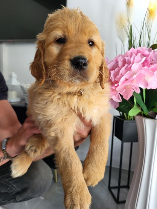 Golden Retriever ciemno złote  Badania genetyczne.