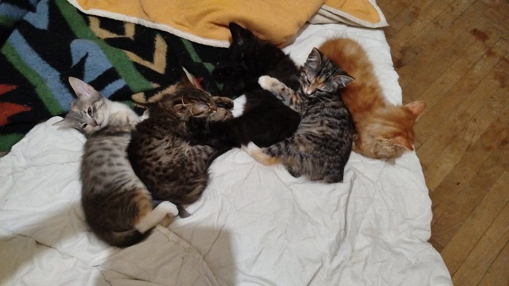 Відаємо у хороші руки котиків