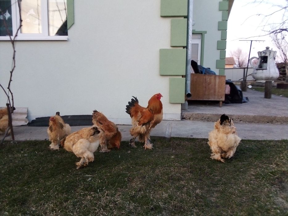 Кури брама палева