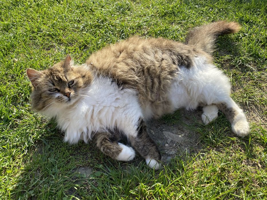 Віддам в добрі руки кішку