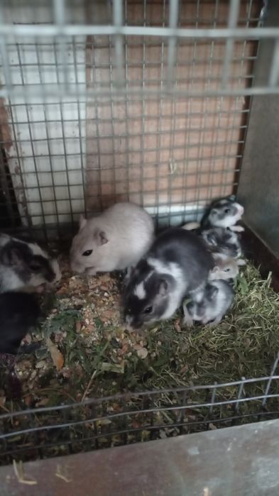 Домашні ,декоративні піщані миші