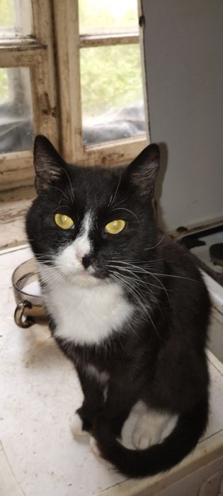 Oddam koty w dobre ręce