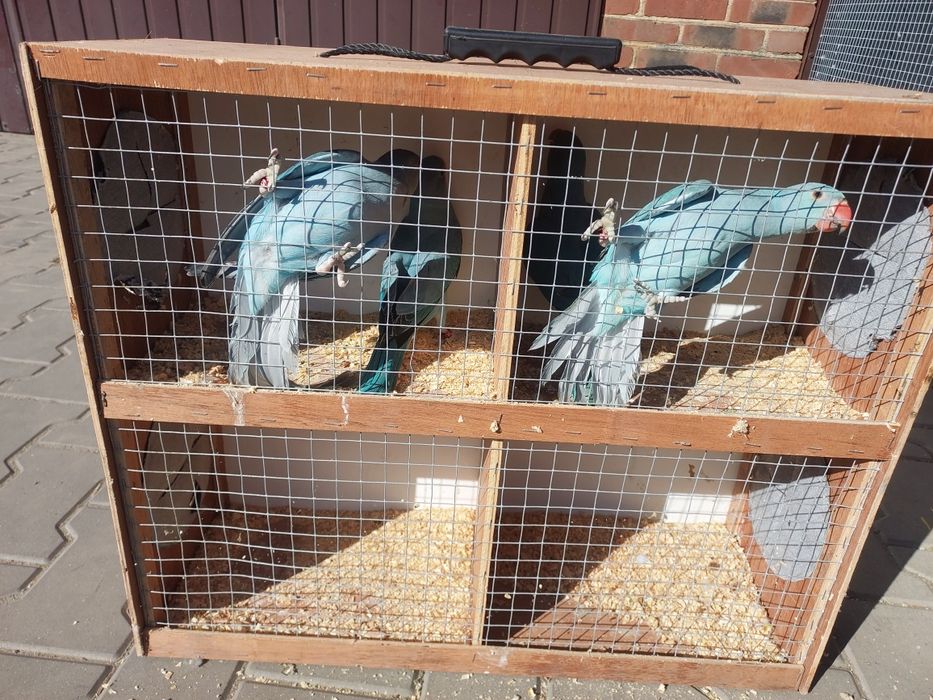 Sprzedam Aleksandretty Obrożne