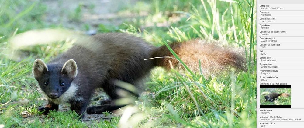 Sony 70-400 mm f/4-f/5.6 G SSM II+Sony A77 II + SIgma 17-50 2,8 + grip