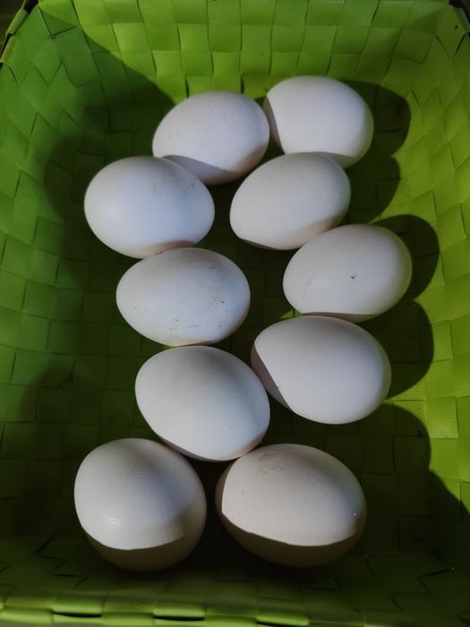 Ovos de galinha legorne férteis