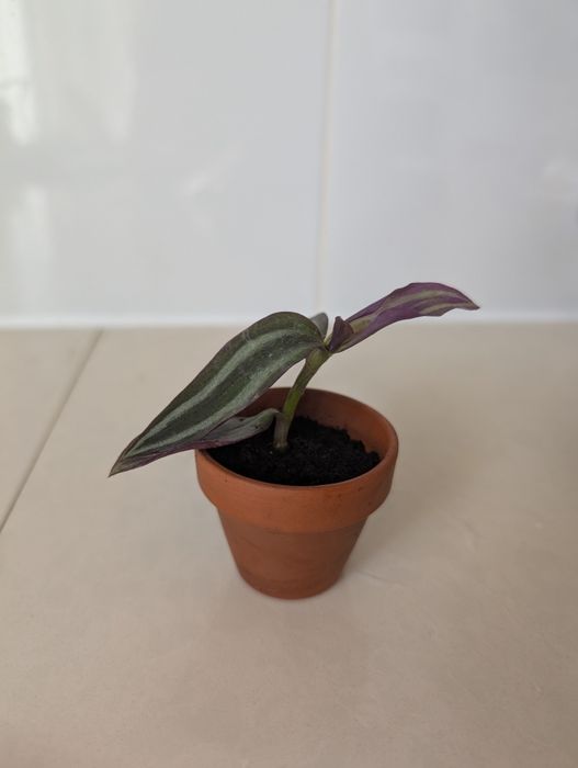 Planta Lambari Roxo