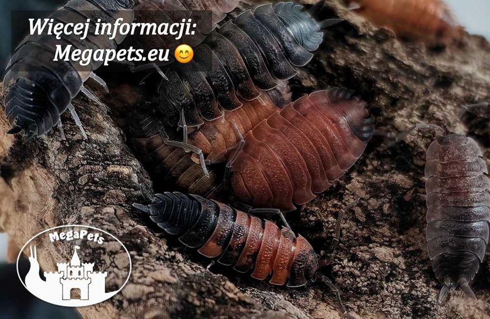 Porcellio scaber Lava Stonoga Kulanki Prosionki Skoczogonki Mrówki Wij