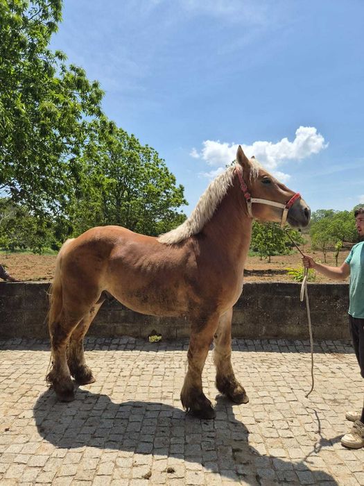 Cavalo Breton puro