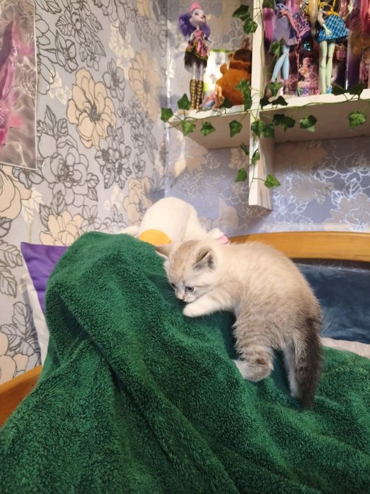 Продам котика шотландець