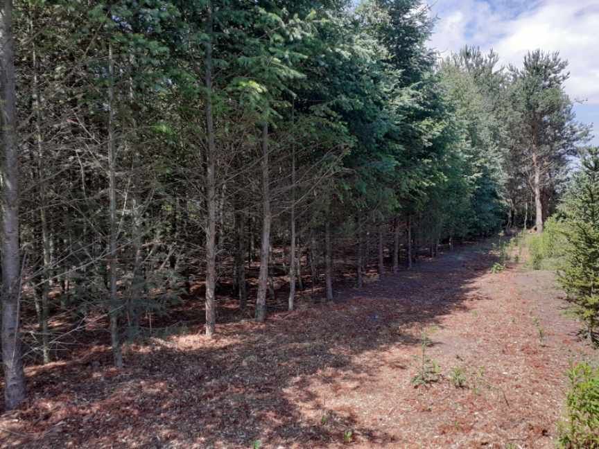Działka budowlana Kożuszki Parcel k/Piasecznicy - Widok 3