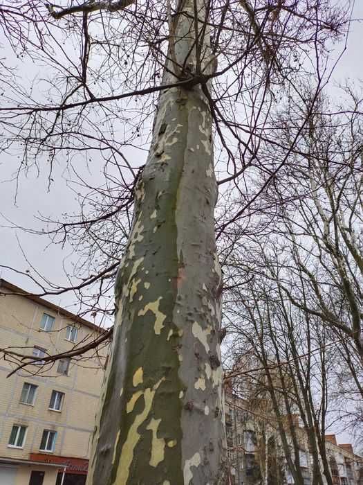 Платан.Саджанці у контейнерах