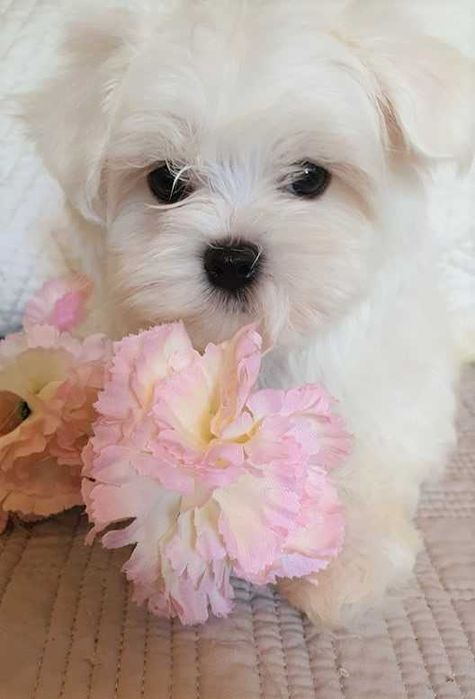 Maltańczyk *Mini* Piesek Metryka, Chip.