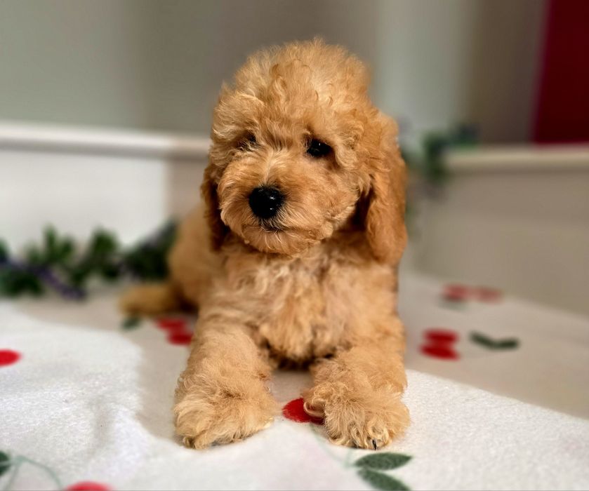 Piesek mini goldendoodle