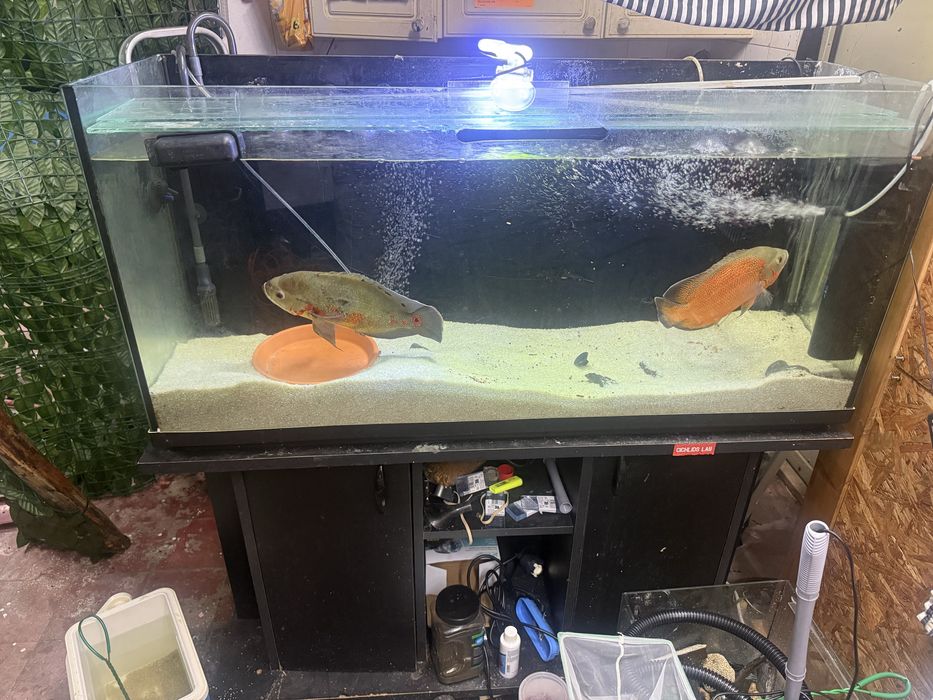 peixes Oscar adultos muito grandes ,  cerca de 28 cms,Casal formado