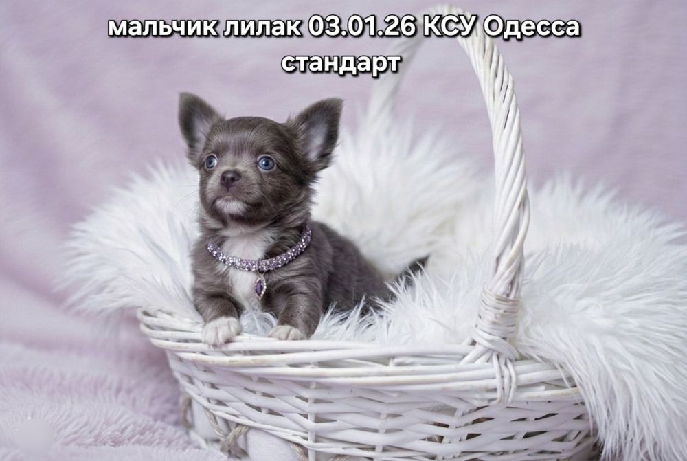 Сказочный красотун КСУ