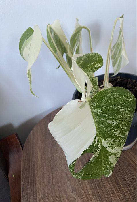 Monstera variegata