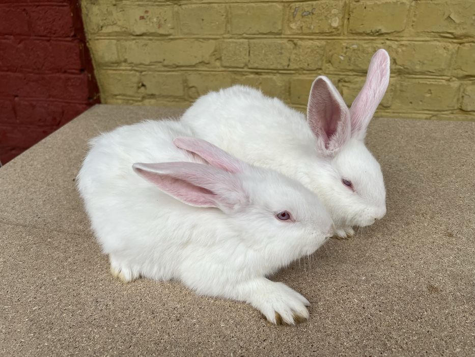 Кролі породи каліфорнійці,термонці,європейська шиншила