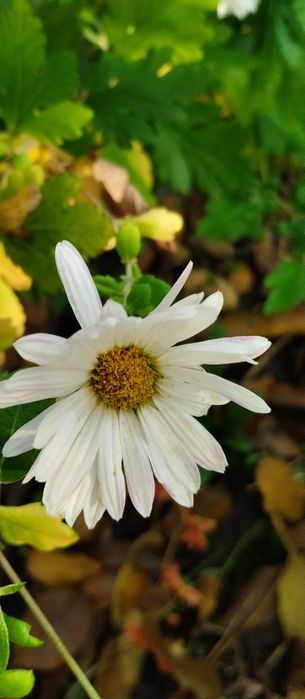 Хризантеми     .