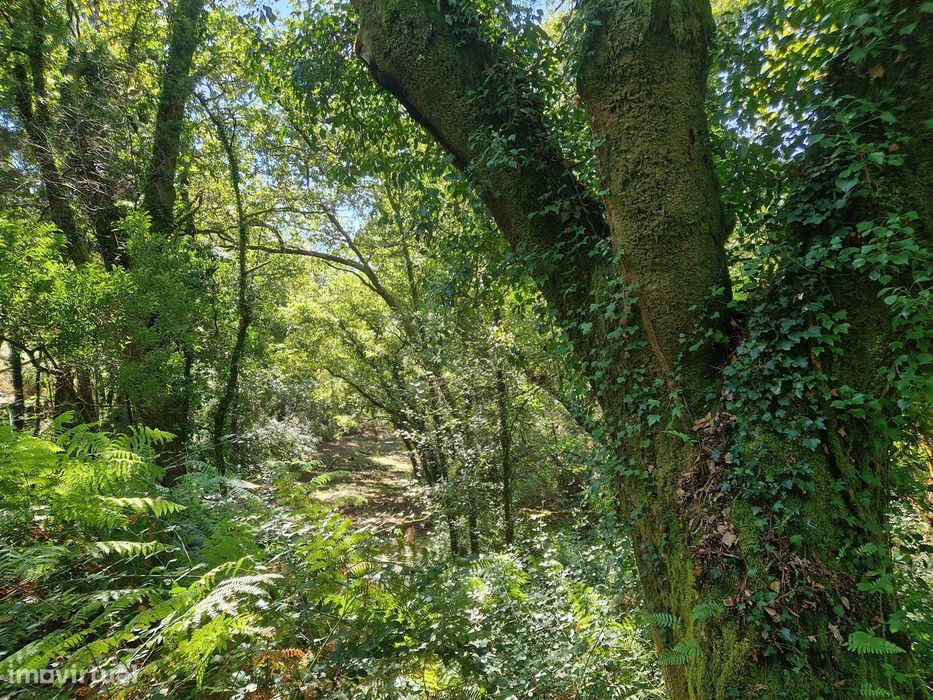 Terreno  Venda em Mosteiro,Vieira do Minho